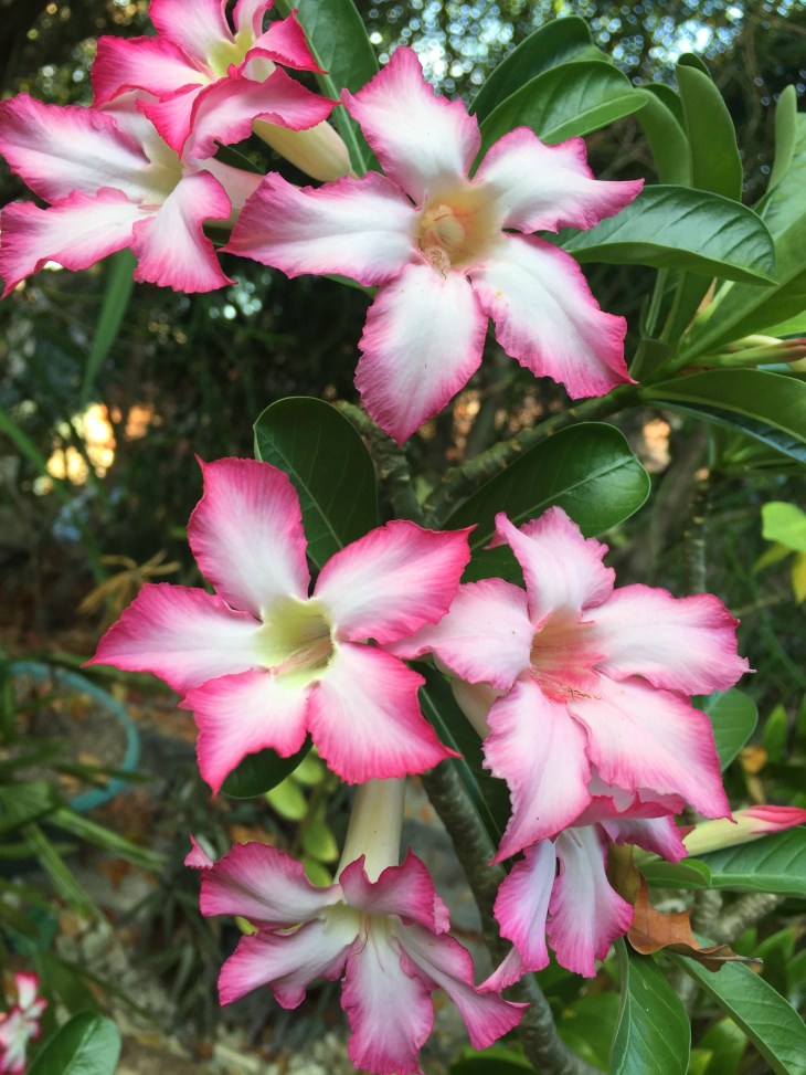 E5DC89E3-5B5F-450C-8C03-6AC109EEACE7