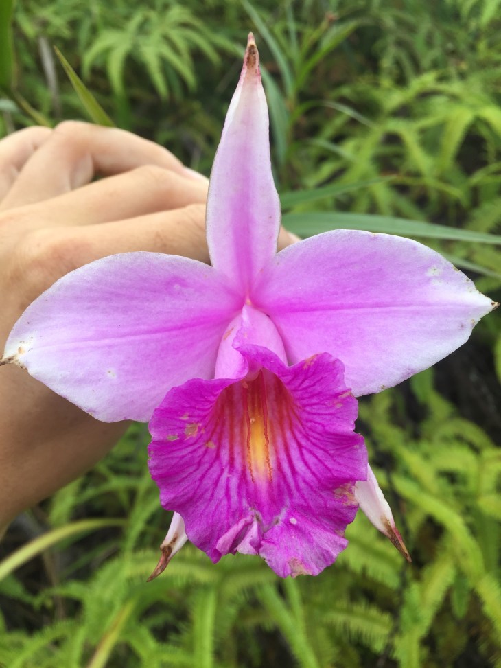 50CDEB9A-1F41-4922-A2DC-AE1B885C9354